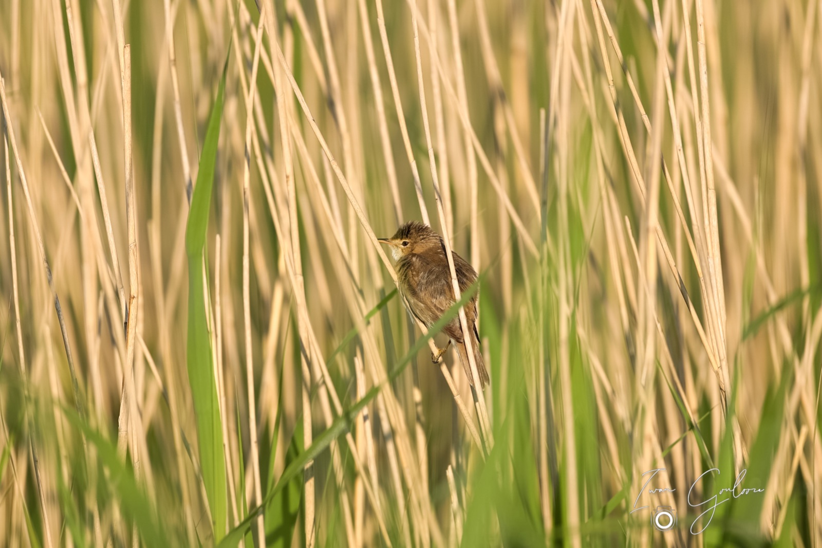 Rietvogels